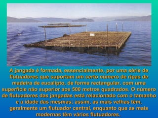 A jangada é formada, essencialmente, por uma série de
   flutuadores que suportam um certo número de ripas de
     madeira de eucalipto, de forma rectangular, com uma
superfície não superior aos 500 metros quadrados. O número
de flutuadores das jangadas está relacionado com o tamanho
      e a idade das mesmas; assim, as mais velhas têm,
   geralmente um flutuador central, enquanto que as mais
              modernas têm vários flutuadores.
 