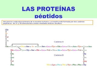 es
La secuencia de aminoácidos de una proteína.
se dispone en
ZIG-ZAG
Una proteína con “n” aminoácidos podría tener
20n
Se...
