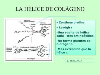 1. -queratina (pelo y uñas)
EJEMPLOS DE PROTEÍNAS FIBROSAS
Hélice  (300 aa)
1 de 4 hidrófobo
Enlaces cruzados -S-S-
Dure...