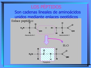 CLASIFICACIÓN
La unión de un bajo número de aminoácidos da
  lugar a un péptido
• Si el nº de aa. que forma la molécula no...