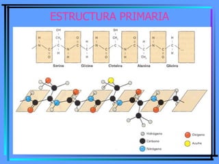 ESTRUCTURA PRIMARIA

• La estructura primaria es la secuencia de
  aminoácidos de la proteína.

• Nos indica qué aminoácid...