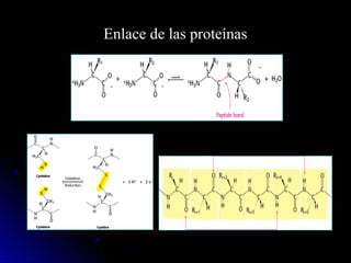 Estructuras primaria, secundaria, terciaria y
cuaternaria de las proteínas.
 