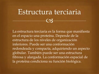 
La estructura terciaria es la forma que manifiesta
en el espacio una proteína. Depende de la
estructura de los niveles de organización
inferiores. Puede ser una conformación
redondeada y compacta, adquiriendo un aspecto
globular. También puede ser una estructura
fibrosa y alargada. La conformación espacial de
la proteína condiciona su función biológica.
Estructura terciaria
 