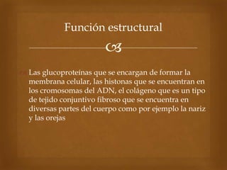 
 Las glucoproteínas que se encargan de formar la
membrana celular, las histonas que se encuentran en
los cromosomas del ADN, el colágeno que es un tipo
de tejido conjuntivo fibroso que se encuentra en
diversas partes del cuerpo como por ejemplo la nariz
y las orejas
Función estructural
 