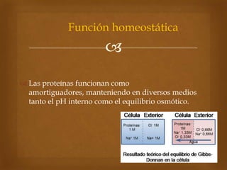 
 Las proteínas funcionan como
amortiguadores, manteniendo en diversos medios
tanto el pH interno como el equilibrio osmótico.
Función homeostática
 
