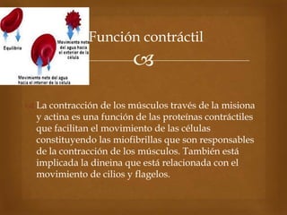 
 La contracción de los músculos través de la misiona
y actina es una función de las proteínas contráctiles
que facilitan el movimiento de las células
constituyendo las miofibrillas que son responsables
de la contracción de los músculos. También está
implicada la dineina que está relacionada con el
movimiento de cilios y flagelos.
Función contráctil
 