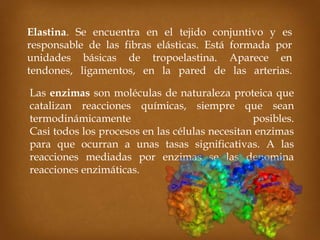 Elastina. Se encuentra en el tejido conjuntivo y es
responsable de las fibras elásticas. Está formada por
unidades básicas de tropoelastina. Aparece en
tendones, ligamentos, en la pared de las arterias.
Las enzimas son moléculas de naturaleza proteica que
catalizan reacciones químicas, siempre que sean
termodinámicamente posibles.
Casi todos los procesos en las células necesitan enzimas
para que ocurran a unas tasas significativas. A las
reacciones mediadas por enzimas se las denomina
reacciones enzimáticas.
 