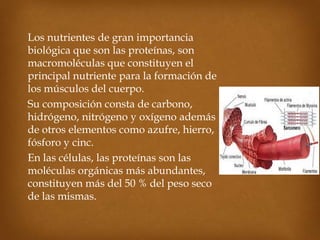 Los nutrientes de gran importancia
biológica que son las proteínas, son
macromoléculas que constituyen el
principal nutriente para la formación de
los músculos del cuerpo.
Su composición consta de carbono,
hidrógeno, nitrógeno y oxígeno además
de otros elementos como azufre, hierro,
fósforo y cinc.
En las células, las proteínas son las
moléculas orgánicas más abundantes,
constituyen más del 50 % del peso seco
de las mismas.
 