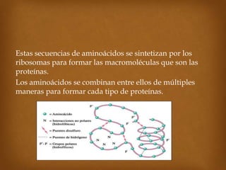 Estas secuencias de aminoácidos se sintetizan por los
ribosomas para formar las macromoléculas que son las
proteínas.
Los aminoácidos se combinan entre ellos de múltiples
maneras para formar cada tipo de proteínas.
 