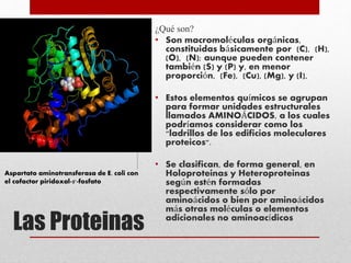 Las Proteinas
¿Qué son?
• Son macromoléculas orgánicas,
constituidas básicamente por (C), (H),
(O), (N); aunque pueden contener
también (S) y (P) y, en menor
proporción, (Fe), (Cu), (Mg), y (I),
• Estos elementos químicos se agrupan
para formar unidades estructurales
llamados AMINOÁCIDOS, a los cuales
podríamos considerar como los
"ladrillos de los edificios moleculares
proteicos".
• Se clasifican, de forma general, en
Holoproteinas y Heteroproteinas
según estén formadas
respectivamente sólo por
aminoácidos o bien por aminoácidos
más otras moléculas o elementos
adicionales no aminoacídicos
Aspartato aminotransferasa de E. coli con
el cofactor piridoxal-5'-fosfato
 