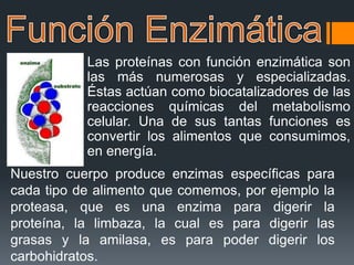Las proteínas con función enzimática son
las más numerosas y especializadas.
Éstas actúan como biocatalizadores de las
reacciones químicas del metabolismo
celular. Una de sus tantas funciones es
convertir los alimentos que consumimos,
en energía.
Nuestro cuerpo produce enzimas específicas para
cada tipo de alimento que comemos, por ejemplo la
proteasa, que es una enzima para digerir la
proteína, la limbaza, la cual es para digerir las
grasas y la amilasa, es para poder digerir los
carbohidratos.
 