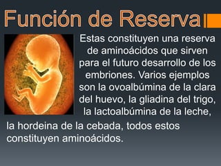 Estas constituyen una reserva
de aminoácidos que sirven
para el futuro desarrollo de los
embriones. Varios ejemplos
son la ovoalbúmina de la clara
del huevo, la gliadina del trigo,
la lactoalbúmina de la leche,
la hordeina de la cebada, todos estos
constituyen aminoácidos.
 