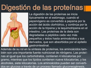 La digestión de las proteínas se inicia
típicamente en el estómago, cuando el
pepsinógeno es convertido a pepsina por la
acción del ácido clorhídrico, y continúa por la
acción de la tripsina y la laquimotripsina en el
intestino. Las proteínas de la dieta son
degradadas a péptidos cada vez más
pequeños y éstos hasta aminoácidos y sus
derivados, que son absorbidos por el epitelio
gastrointestinal.
Además de su rol en la síntesis de proteínas, los aminoácidos tam-
bién son una importante fuente nutricional de nitrógeno. Las proteí-
nas al igual que los carbohidratos, contienen 4 kilocalorías por
gramo, mientras que los lípidos contienen nueve kilocalorías, y los
alcoholes, siete kilocalorías. Los aminoácidos pueden ser converti-
dos en glucosa a través de un proceso llamado gluconeogénesis.
 