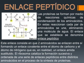 Las proteínas se forman por medio
de reacciones químicas de
condensación de los aminoácidos.
En estas reaccionan cada par de
aminoácidos se une, eliminando
una molécula de agua. El enlace
que se establece se denomina
enlace peptídico
Este enlace consiste en que 2 aminoácidos se enlazan entre sí
formando un enlace covalente entre el átomo de carbono y el
átomo de nitrógeno que es, en realidad, un enlace amida
sustituido. El ribosoma cataliza la formación sucesiva y
ordenada de una serie de enlaces peptídicos entre distintos
aminoácidos en el proceso de la síntesis de proteínas.
 