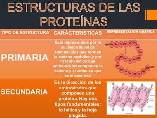 TIPO DE ESTRUCTURA CARÁCTERISTICAS REPRESENTACIÓN GRÁFICA
PRIMARIA
Está representada por la
sucesión lineal de
aminoácidos que forman
la cadena peptídico y por
lo tanto indica qué
aminoácidos componen la
cadena y el orden en que
se encuentran
SECUNDARIA
Es la dirección de los
aminoácidos que
componen una
proteína. Hay dos
tipos fundamentales:
la hélice y la hoja
plegada.
 