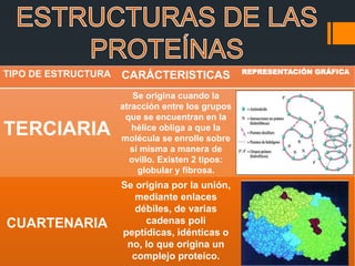 TIPO DE ESTRUCTURA CARÁCTERISTICAS REPRESENTACIÓN GRÁFICA
TERCIARIA
Se origina cuando la
atracción entre los grupos
que se encuentran en la
hélice obliga a que la
molécula se enrolle sobre
sí misma a manera de
ovillo. Existen 2 tipos:
globular y fibrosa.
CUARTENARIA
Se origina por la unión,
mediante enlaces
débiles, de varias
cadenas poli
peptídicas, idénticas o
no, lo que origina un
complejo proteíco.
 