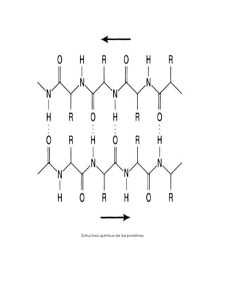 Estructura química de las proteínas
 