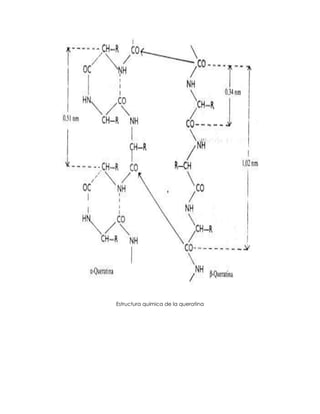 Estructura química de la queratina
 