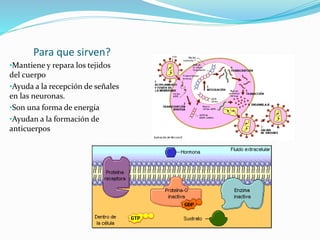 Para que sirven?
•Mantiene y repara los tejidos
del cuerpo
•Ayuda a la recepción de señales
en las neuronas.
•Son una forma de energía
•Ayudan a la formación de
anticuerpos
 