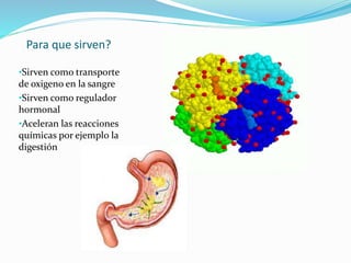 Para que sirven?
•Sirven como transporte
de oxigeno en la sangre
•Sirven como regulador
hormonal
•Aceleran las reacciones
químicas por ejemplo la
digestión
 