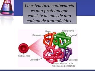 La estructura cuaternaria
   es una proteína que
  consiste de mas de una
 cadena de aminoácidos.
 