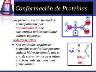 Conformación de Proteínas
Las proteínas están formadas
  principalmente por
  aminoácidos que se
  encuentran unidos mediante
  enlaces pepiticos.
AMINOACIDOS
 Son moléculas orgánicas
  pequeñas constituidas por una
  cadena hidrocarbonada que en
  uno de sus extremos presentan
  una base nitrogenada o un
  grupo amino.
 