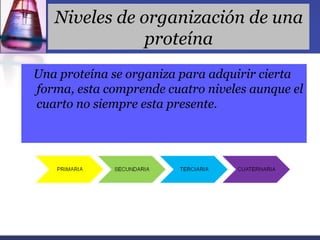 Niveles de organización de una
               proteína
Una proteína se organiza para adquirir cierta
forma, esta comprende cuatro niveles aunque el
cuarto no siempre esta presente.
 