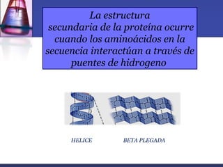 La estructura
 secundaria de la proteína ocurre
  cuando los aminoácidos en la
secuencia interactúan a través de
      puentes de hidrogeno




     HELICE      BETA PLEGADA
 