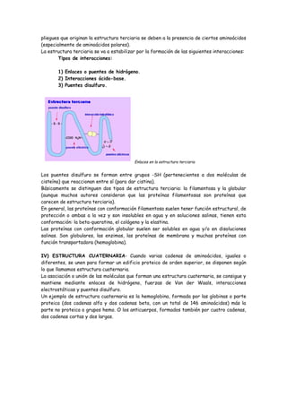 pliegues que originan la estructura terciaria se deben a la presencia de ciertos aminoácidos
(especialmente de aminoácidos polares).
La estructura terciaria se va a estabilizar por la formación de las siguientes interacciones:
        Tipos de interacciones:

       1) Enlaces o puentes de hidrógeno.
       2) Interacciones ácido-base.
       3) Puentes disulfuro.




                                          Enlaces en la estructura terciaria


Los puentes disulfuro se forman entre grupos -SH (pertenecientes a dos moléculas de
cisteína) que reaccionan entre sí (para dar cistina).
Básicamente se distinguen dos tipos de estructura terciaria: la filamentosa y la globular
(aunque muchos autores consideran que las proteínas filamentosas son proteínas que
carecen de estructura terciaria).
En general, las proteínas con conformación filamentosa suelen tener función estructural, de
protección o ambas a la vez y son insolubles en agua y en soluciones salinas, tienen esta
conformación: la beta-queratina, el colágeno y la elastina.
Las proteínas con conformación globular suelen ser solubles en agua y/o en disoluciones
salinas. Son globulares, las enzimas, las proteínas de membrana y muchas proteínas con
función transportadora (hemoglobina).

IV) ESTRUCTURA CUATERNARIA- Cuando varias cadenas de aminoácidos, iguales o
diferentes, se unen para formar un edificio proteico de orden superior, se disponen según
lo que llamamos estructura cuaternaria.
La asociación o unión de las moléculas que forman una estructura cuaternaria, se consigue y
mantiene mediante enlaces de hidrógeno, fuerzas de Van der Waals, interacciones
electrostáticas y puentes disulfuro.
Un ejemplo de estructura cuaternaria es la hemoglobina, formada por las globinas o parte
proteica (dos cadenas alfa y dos cadenas beta, con un total de 146 aminoácidos) más la
parte no proteica o grupos hemo. O los anticuerpos, formados también por cuatro cadenas,
dos cadenas cortas y dos largas.
 