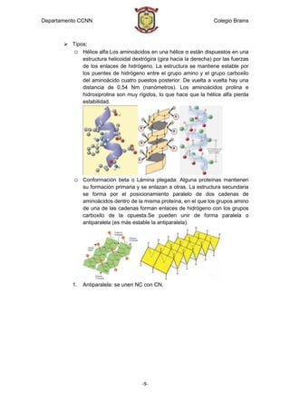 Departamento CCNN                                                     Colegio Brains



        Tipos:
         o Hélice alfa:Los aminoácidos en una hélice α están dispuestos en una
             estructura helicoidal dextrógira (gira hacia la derecha) por las fuerzas
             de los enlaces de hidrógeno. La estructura se mantiene estable por
             los puentes de hidrógeno entre el grupo amino y el grupo carboxilo
             del aminoácido cuatro puestos posterior. De vuelta a vuelta hay una
             distancia de 0,54 Nm (nanómetros). Los aminoácidos prolina e
             hidroxiprolina son muy rígidos, lo que hace que la hélice alfa pierda
             estabilidad.




           o   Conformación beta o Lámina plegada: Alguna proteínas mantienen
               su formación primaria y se enlazan a otras. La estructura secundaria
               se forma por el posicionamiento paralelo de dos cadenas de
               aminoácidos dentro de la misma proteína, en el que los grupos amino
               de una de las cadenas forman enlaces de hidrógeno con los grupos
               carboxilo de la opuesta.Se pueden unir de forma paralela o
               antiparalela (es más estable la antiparalela).




          1.   Antiparalela: se unen NC con CN.




                                        -9-
 