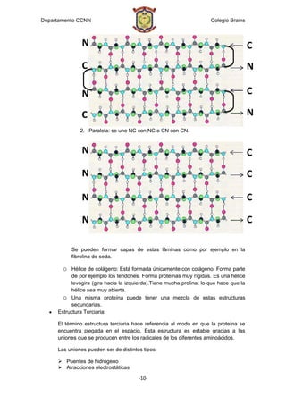 Departamento CCNN                                                    Colegio Brains



               N                                                                       C
               C                                                                       N

               N                                                                       C

               C                                                                       N
              2. Paralela: se une NC con NC o CN con CN.


               N                                                                       C
                                                                                       C
               N                                                                       C

               N                                                                       C

               N                                                                       C

           Se pueden formar capas de estas láminas como por ejemplo en la
           fibrolina de seda.

       o  Hélice de colágeno: Está formada únicamente con colágeno. Forma parte
          de por ejemplo los tendones. Forma proteínas muy rígidas. Es una hélice
          levógira (gira hacia la izquierda).Tiene mucha prolina, lo que hace que la
          hélice sea muy abierta.
       o Una misma proteína puede tener una mezcla de estas estructuras
          secundarias.
     Estructura Terciaria:

     El término estructura terciaria hace referencia al modo en que la proteína se
     encuentra plegada en el espacio. Esta estructura es estable gracias a las
     uniones que se producen entre los radicales de los diferentes aminoácidos.

     Las uniones pueden ser de distintos tipos:

      Puentes de hidrógeno
      Atracciones electrostáticas

                                       -10-
 