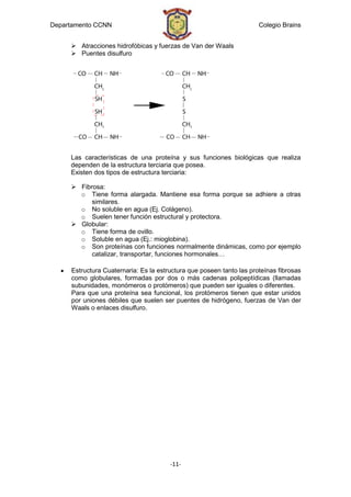 Departamento CCNN                                                     Colegio Brains


      Atracciones hidrofóbicas y fuerzas de Van der Waals
      Puentes disulfuro




     Las características de una proteína y sus funciones biológicas que realiza
     dependen de la estructura terciaria que posea.
     Existen dos tipos de estructura terciaria:

      Fibrosa:
       o Tiene forma alargada. Mantiene esa forma porque se adhiere a otras
           similares.
       o No soluble en agua (Ej. Colágeno).
       o Suelen tener función estructural y protectora.
      Globular:
       o Tiene forma de ovillo.
       o Soluble en agua (Ej.: mioglobina).
       o Son proteínas con funciones normalmente dinámicas, como por ejemplo
           catalizar, transportar, funciones hormonales…

     Estructura Cuaternaria: Es la estructura que poseen tanto las proteínas fibrosas
     como globulares, formadas por dos o más cadenas polipeptídicas (llamadas
     subunidades, monómeros o protómeros) que pueden ser iguales o diferentes.
     Para que una proteína sea funcional, los protómeros tienen que estar unidos
     por uniones débiles que suelen ser puentes de hidrógeno, fuerzas de Van der
     Waals o enlaces disulfuro.




                                       -11-
 