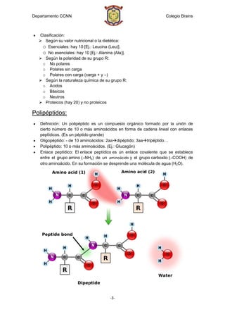 Departamento CCNN                                                 Colegio Brains



  Clasificación:
   Según su valor nutricional o la dietética:
   o Esenciales: hay 10 [Ej.: Leucina (Leu)].
   o No esenciales: hay 10 [Ej.: Alanina (Ala)].
   Según la polaridad de su grupo R:
   o No polares
   o Polares sin carga
   o Polares con carga (carga + y –)
   Según la naturaleza química de su grupo R:
   o Ácidos
   o Básicos
   o Neutros
   Proteicos (hay 20) y no proteicos

Polipéptidos:
   Definición: Un polipéptido es un compuesto orgánico formado por la unión de
   cierto número de 10 o más aminoácidos en forma de cadena lineal con enlaces
   peptídicos. (Es un péptido grande)
   Oligopéptido: - de 10 aminoácidos: 2aadipéptido; 3aatripéptido…
   Polipéptido: 10 o más aminoácidos. (Ej.: Glucagón)
   Enlace peptídico: El enlace peptídico es un enlace covalente que se establece
   entre el grupo amino (–NH2) de un aminoácido y el grupo carboxilo (–COOH) de
   otro aminoácido. En su formación se desprende una molécula de agua (H2O).




                                       -3-
 
