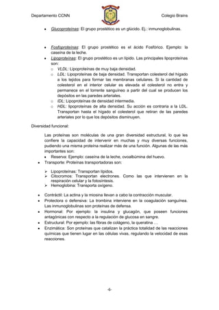 Departamento CCNN                                                        Colegio Brains


           Glucoproteínas: El grupo prostético es un glúcido. Ej.: inmunoglobulinas.



          Fosfoproteínas: El grupo prostético es el ácido Fosfórico. Ejemplo: la
          caseína de la leche.
          Lipoproteínas: El grupo prostético es un lípido. Las principales lipoproteínas
          son:
          o VLDL: Lipoproteínas de muy baja densidad.
          o LDL: Lipoproteínas de baja densidad. Transportan colesterol del hígado
             a los tejidos para formar las membranas celulares. Si la cantidad de
             colesterol en el interior celular es elevada el colesterol no entra y
             permanece en el torrente sanguíneo a partir del cual se producen los
             depósitos en las paredes arteriales.
          o IDL: Lipoproteínas de densidad intermedia.
          o HDL: lipoproteínas de alta densidad. Su acción es contraria a la LDL.
             Transportan hasta el hígado el colesterol que retiran de las paredes
             arteriales por lo que los depósitos disminuyen.

Diversidad funcional:

       Las proteínas son moléculas de una gran diversidad estructural, lo que les
       confiere la capacidad de intervenir en muchas y muy diversas funciones,
       pudiendo una misma proteína realizar más de una función. Algunas de las más
       importantes son:
          Reserva: Ejemplo: caseína de la leche, ovoalbúmina del huevo.
       Transporte: Proteínas transportadoras son:

        Lipoproteínas: Transportan lípidos.
        Citocromos: Transportan electrones. Como las que intervienen en la
         respiración celular y la fotosíntesis.
        Hemoglobina: Transporta oxígeno.

       Contráctil: La actina y la miosina llevan a cabo la contracción muscular.
       Protectora o defensiva: La trombina interviene en la coagulación sanguínea.
       Las inmunoglobulinas son proteínas de defensa.
       Hormonal: Por ejemplo: la insulina y glucagón, que poseen funciones
       antagónicas con respecto a la regulación de glucosa en sangre.
       Estructural: Por ejemplo: las fibras de colágeno, la queratina …
       Enzimática: Son proteínas que catalizan la práctica totalidad de las reacciones
       químicas que tienen lugar en las células vivas, regulando la velocidad de esas
       reacciones.




                                          -6-
 