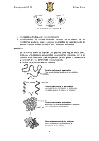 Departamento CCNN                                                       Colegio Brains




       Homeostática: Participan en el equilibrio interno.
       Reconocimiento de señales químicas: Situadas en el exterior de las
       membranas celulares, existen proteínas encargadas del reconocimiento de
       señales químicas. Pueden reconocer virus, hormonas, anticuerpos…

Estructura:

       Es la manera como se organiza una proteína para adquirir cierta forma,
       presentan una disposición característica en condiciones fisiológicas, pero si se
       cambian estas condiciones como temperatura, pH, etc. pierde la conformación
       y su función, proceso denominado desnaturalización.
          Niveles de organización de las proteínas:




                                          -7-
 