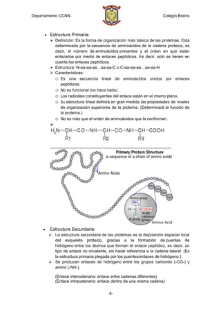 Departamento CCNN                                                    Colegio Brains



        Estructura Primaria:
         Definición: Es la forma de organización más básica de las proteínas. Está
          determinada por la secuencia de aminoácidos de la cadena proteica, es
          decir, el número de aminoácidos presentes y el orden en que están
          enlazados por medio de enlaces peptídicos. Es decir, solo se tienen en
          cuenta los enlaces peptídicos.
         Estructura: N-aa-aa-aa…aa-aa-C o C-aa-aa-aa…aa-aa-N
         Características:
          o Es una secuencia lineal de aminoácidos unidos por enlaces
             peptídicos.
          o No es funcional (no hace nada).
          o Los radicales constituyentes del enlace están en el mismo plano.
          o Su estructura lineal definirá en gran medida las propiedades de niveles
             de organización superiores de la proteína. (Determinará la función de
             la proteína.)
          o No es más que el orden de aminoácidos que la conforman.
        



        _________________________________________________




        Estructura Secundaria:
        La estructura secundaria de las proteínas es la disposición espacial local
         del esqueleto proteico, gracias a la formación de puentes de
         hidrógeno entre los átomos que forman el enlace peptídico, es decir, un
         tipo de enlace no covalente, sin hacer referencia a la cadena lateral. (Es
         la estructura primaria plegada por los puentes/enlaces de hidrógeno.)
        Se producen enlaces de hidrógeno entre los grupos carbonilo (-CO-) y
         amino (-NH-).

            (Enlace intercatenario: enlace entre cadenas diferentes)
            (Enlace intracatenario: enlace dentro de una misma cadena)

                                        -8-
 