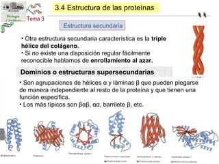 3.4 Estructura de las proteínas 
Estructura secundaria 
• Otra estructura secundaria característica es la triple 
hélice d...