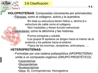3.6 Clasificación 
HOLOPROTEÍNAS: Compuestas únicamente por aminoácidos. 
- Fibrosas: como el colágeno, actina y la querat...