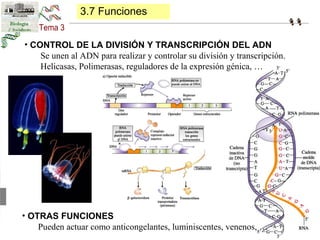 3.7 Funciones 
• CONTROL DE LA DIVISIÓN Y TRANSCRIPCIÓN DEL ADN 
Se unen al ADN para realizar y controlar su división y tr...