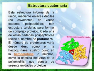 Esta estructura informa de la
unión, mediante enlaces débiles
(no covalentes) de varias
cadenas polipeptídicas con
estructura terciaria, para formar
un complejo proteico. Cada una
de estas cadenas polipeptídicas
recibe el nombre de protómero.
El número de protómeros varía
desde dos, como en la
hexoquinasa; cuatro, como en
la hemoglobina, o muchos,
como la cápsida del virus de la
poliomielitis, que consta de
sesenta unidades proteicas.
Estructura cuaternaria
 