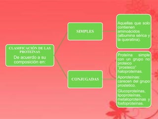 CLASIFICACIÓN DE LAS
PROTEÍNAS
De acuerdo a su
composición en:
SIMPLES
Aquellas que solo
contienen
aminoácidos
(albumina sérica y
la queratina).
CONJUGADAS
Proteína simple
con un grupo no
proteico
“prosteico”
haloproteínas.
Aporoteínas:
carecen del grupo
prostetico.
Glucoproteínas,
lipoproteínas,
metaloproteínas y
fosfoproteínas.
 