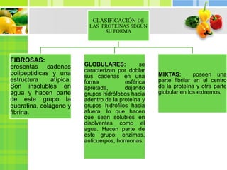 CLASIFICACIÓN DE
LAS PROTEÍNAS SEGÚN
SU FORMA
FIBROSAS:
presentas cadenas
polipeptidicas y una
estructura atípica.
Son insolubles en
agua y hacen parte
de este grupo la
queratina, colágeno y
fibrina.
GLOBULARES: se
caracterizan por doblar
sus cadenas en una
forma esférica
apretada, dejando
grupos hidrófobos hacia
adentro de la proteína y
grupos hidrófilos hacia
afuera, lo que hacen
que sean solubles en
disolventes como el
agua. Hacen parte de
este grupo: enzimas,
anticuerpos, hormonas.
MIXTAS: poseen una
parte fibrilar en el centro
de la proteína y otra parte
globular en los extremos.
 