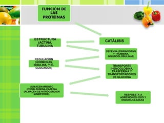 FUNCIÓN DE
LAS
PROTEÍNAS
CATÁLISISESTRUCTURA
(ACTINA,
TUBULINA)
DEFENSA (FIBRINÓGENO
Y TROMBINA,
INMUNOGLOBULINAS)
REGULACIÓN
(HORMONAS,
INSULINA, Y EL
GLUCAGON)
TRANSPORTE
(HEMOGLOBINA,
TRASFERINA Y
TRANSPORTADORES
DE GLUCOSA
ALMACENAMIENTO
(OVOALBÚMINA,CASEÍNA
(ALMACÉN DE NITRÓGENO EN
MAMÍFEROS). RESPUESTA A
AGRESIONES (EXO Y
ENDONUCLEASAS)
 