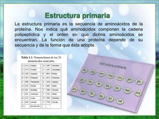 La estructura primaria es la secuencia de aminoácidos de la
proteína. Nos indica qué aminoácidos componen la cadena
polipeptídica y el orden en que dichos aminoácidos se
encuentran. La función de una proteína depende de su
secuencia y de la forma que ésta adopte.
Estructura primaria
 