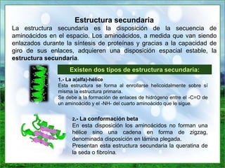 Estructura secundaria
La estructura secundaria es la disposición de la secuencia de
aminoácidos en el espacio. Los aminoácidos, a medida que van siendo
enlazados durante la síntesis de proteínas y gracias a la capacidad de
giro de sus enlaces, adquieren una disposición espacial estable, la
estructura secundaria.
Existen dos tipos de estructura secundaria:
1.- La a(alfa)-hélice
Esta estructura se forma al enrollarse helicoidalmente sobre sí
misma la estructura primaria.
Se debe a la formación de enlaces de hidrógeno entre el -C=O de
un aminoácido y el -NH- del cuarto aminoácido que le sigue.
2.- La conformación beta
En esta disposición los aminoácidos no forman una
hélice sino una cadena en forma de zigzag,
denominada disposición en lámina plegada.
Presentan esta estructura secundaria la queratina de
la seda o fibroína.
 