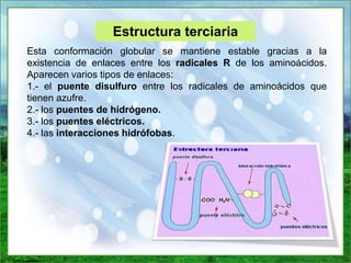 Estructura terciaria
Esta conformación globular se mantiene estable gracias a la
existencia de enlaces entre los radicales R de los aminoácidos.
Aparecen varios tipos de enlaces:
1.- el puente disulfuro entre los radicales de aminoácidos que
tienen azufre.
2.- los puentes de hidrógeno.
3.- los puentes eléctricos.
4.- las interacciones hidrófobas.
 