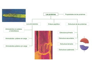 Las proteínas

Los aminoácidos
Aminoácidos no polares
o hidrofóbicos

Aminoácidos polares sin carga

Propiedades de las pr...