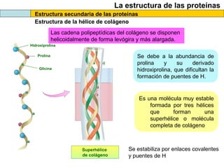 La estructura de las proteínas
Estructura secundaria de las proteínas
Estructura de la hélice de colágeno
Las cadena polip...