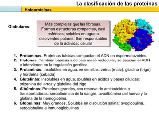 La clasificación de las proteínas
Holoproteínas

Globulares:

Más complejas que las fibrosas.
Más complejas que las fibros...