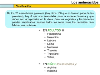 Clasificación
Los aminoácidos
De los 20 aminoácidos proteicos (hay otros 150 que no forman parte de las
proteínas), hay 8 que son esenciales para la especie humana y que
deben ser incorporados en la dieta. Sólo los vegetales y las bacterias
pueden sintetizarlos, aunque todos los seres vivos los necesitan para
fabricar sus proteínas.
• EN ADULTOS: 8
– Fenilalanina
– Isoleucina
– Leucina
– Lisina
– Metionina
– Treonina
– Triptófano
– Valina
• EN NIÑOS los anteriores y:
– Arginina
– Histidina
 